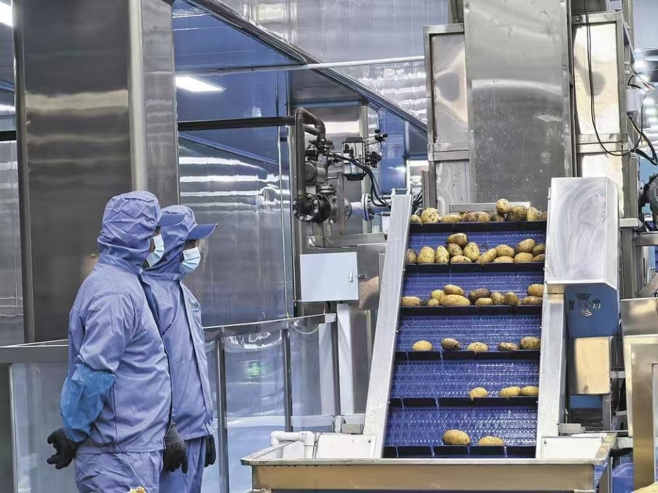 樂都東西部協作結碩果 現代化薯條工廠投產，助力農副產品銷售升級