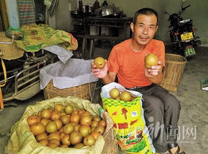 突破農(nóng)副產(chǎn)品銷(xiāo)售瓶頸 果香不怕巷子深