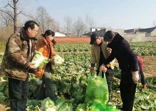 從駐村到“帶貨” 魯山工作隊(duì)員變身銷(xiāo)售員，讓群眾農(nóng)副產(chǎn)品銷(xiāo)路不再愁